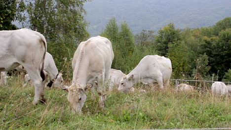 Grasende-Kühe,-Die-Das-Gras-Fressen