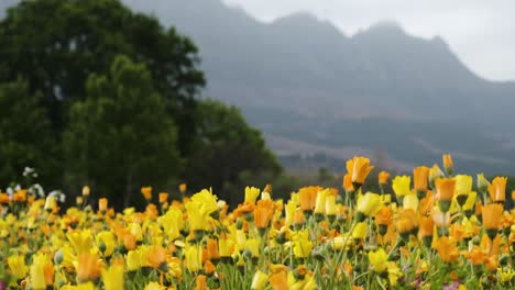 Vergelegen-colourful-intricate-orange-and-yellow-heritage-garden-flowers-mountain-range-background-dolly-right