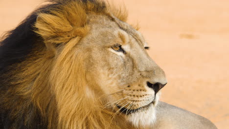 Tight-Close-up-of-a-Asiatic-Lion-in-its-full-magnificent-glory-as-the-Royal-Mane-flows-in-wind