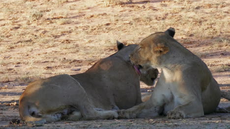 Lionesses-Grooming-Each-Other-In-Kgalagadi,-South-Africa-On-A-Sunny-Day---closeup-shot