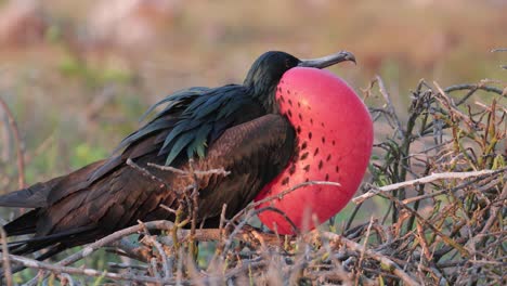 Magnificent-Frigatebird-mating-call-with-large-red-puffed-chest