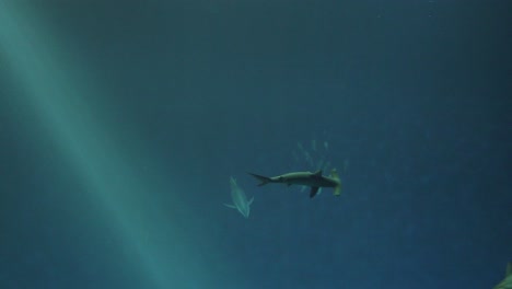 Hammerhai,-Der-An-Anderen-Fischen-Vorbei-In-Die-Tiefen-Des-Blauen-Meeres-Schwimmt