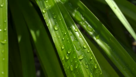 Wassertropfen-Auf-Grünen-Blättern-Nach-Regen