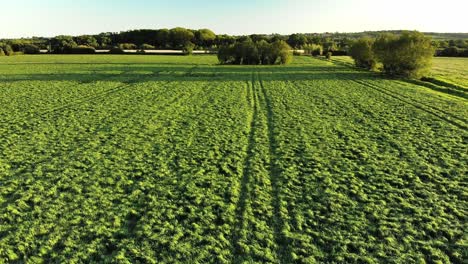 Antenne-Eines-Grünen-Landwirtschaftlichen-Bauernfeldes-In-Der-Nähe-Von-Glastonbury,-Somerset