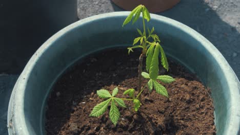 Sycamore-sapling-growing-in-pot-outdoors