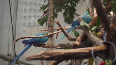 Zwei-Bunte-Papageien,-Die-Auf-Einem-Baum-Im-Tropischen-Regenwald-An-Der-Akademie-Der-Wissenschaften-In-San-Francisco,-Kalifornien,-Sitzen,-Beißen-Blaue-Und-Gelbe-Papageien-In-Einen-Ast