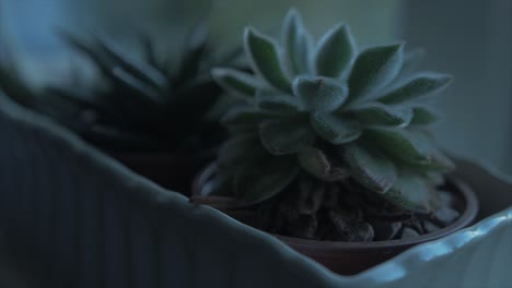 Succulent-plants-sitting-in-windowsill-dusk