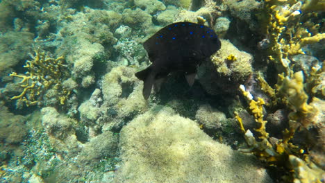 Schöner-Dunkler-Fisch-Mit-Blauen-Flecken,-Umgeben-Von-Korallenriffen