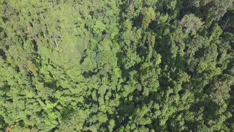 Koh-Chang-Thailand-üppig-Dichter-Regenwald-Palme-Vogelperspektive-Luftaufnahme-Dolly-Rechts