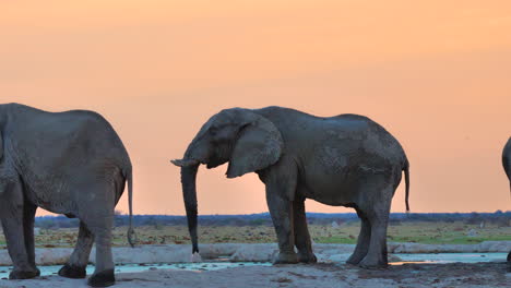 Elefantes-Africanos-Bebiendo-De-Un-Estanque-Durante-La-Puesta-De-Sol---Plano-Medio