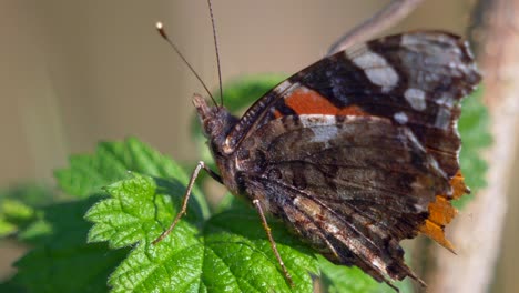 Schöner-Schmetterling,-Der-Auf-Einer-Pflanze-In-Der-Natur-Sitzt,-Makro-Nahaufnahme