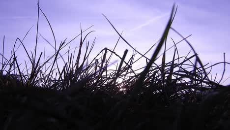 Close-up-of-cold-autumn-sun-light-shining-through-wild-grass-field