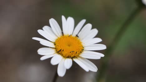 Bugs-destroying-a-beautiful-flower-closeup