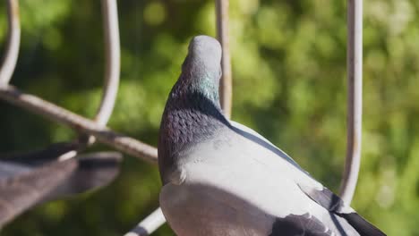 A-pigeon,-blue-winged-dove-sits-on-a-window