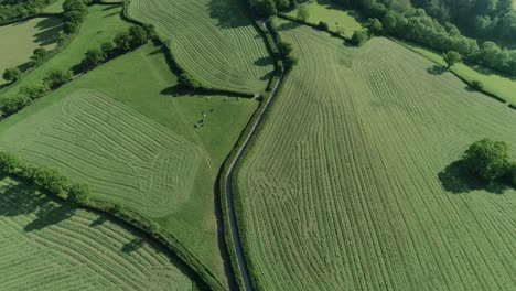 Top-down-aerial-of-pleasing-cut-fields-with-rows-of-cut-grass