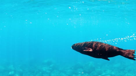 Cheeky-sea-lion-swimming-around-in-Mexico