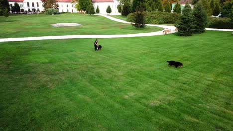 Aerial-view-of-a-obedience-trainer-teaching-commands-to-two-bernese-dogs-in-a-city-park