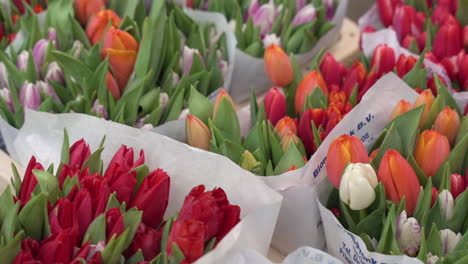 Panning-shot-of-colourful-tulips-in-a-flower-shop,-in-Amsterdam