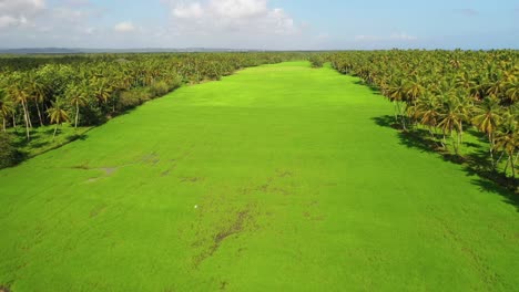 Flight-above-narrow-and-long-strip-of-vibrant-green-grass-between-tropical-palm-trees-on-sunny-day,-Nagua,-Dominican-Republic,-overhead-aerial-approach