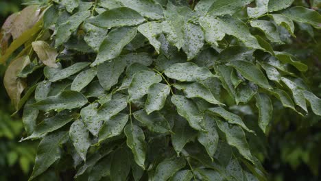 Raindrops-resting-on-the-surface-of-leafs-after-a-rainstorm-in-tropical-climate
