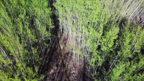 Aerial-flight-above-canopy-of-young-summertime-green-aspen-trees-in-forest-by-red-rooftop-building-in-rural-remote-countryside,-overhead-drone-approach
