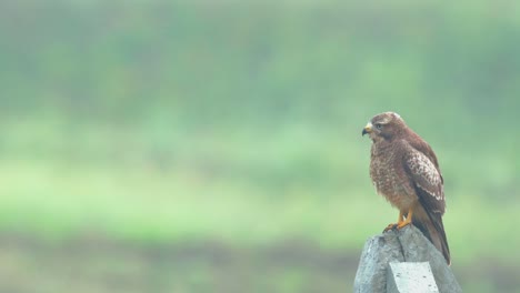 White-Eye-Buzzard-a-small-resident-raptor-sits-on-a-pole-trying-to-dry-itself-from-the-dew-that-it-has-on-a-early-Winter-morning-in-a-Indian-Grassland-before-flying-around-to-look-for-food