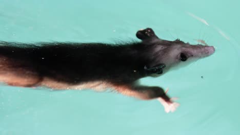 Zarigüeya-O-Possum-Nadando-En-Una-Piscina