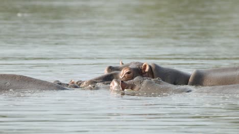 Hippopotamus-Familie,-Die-An-Heißen-Afrikanischen-Tagen-Im-Flusswasser-Kühlt