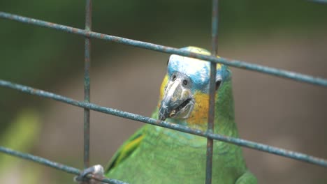 Nahaufnahme-Eines-Bunten-Papageis-In-Einem-Käfig-In-Zeitlupe-In-Ecuador,-Südamerika