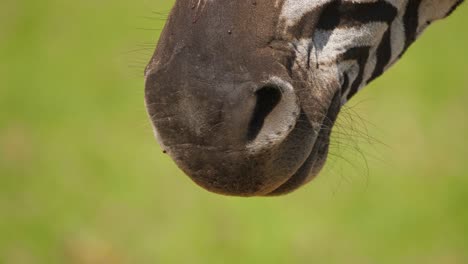 View-of-zebra-nostrils-and-pan-up-to-face