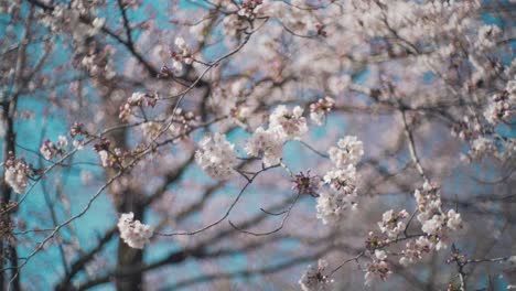 El-Impresionante-Paisaje-De-Hermosas-Flores-De-Cerezo-Sakura-Con-Un-Cielo-Azul-Brillante-En-El-Fondo-En-Kyoto,-Japón---Toma-De-Primer-Plano