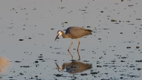 White-Faced-Heron-Catches-A-Fish-In-Lake-with-Water-reflection