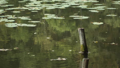 Old-Wood-Standing-On-The-Lake-Harasov-With-Green-Leaves-Of-Water-Lily-Floating-On-The-Calm-Water-At-Kokorin,-Czech-Republic