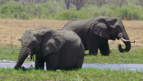 Ein-Paar-Afrikanische-Elefanten,-Die-An-Einem-Sonnigen-Tag-Im-Makgadikgadi-Pans-Nationalpark,-Botswana,-Gras-In-Der-Nähe-Des-Flusses-Fressen