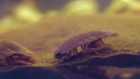 Pair-of-Marine-Isopod---Bathynomus-Doederleinii-Crawling-On-The-Sand-Of-An-Aquarium-In-Numazu,-Japan