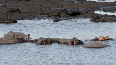 Manada-De-Hipopótamos-Enfriándose-En-El-Agua-Del-Estanque
