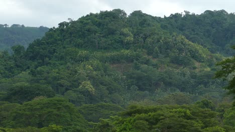 Costa-Rica-Regenwaldberge-Mit-Weißen-Vögeln,-Die-über-Die-Landschaft-Fliegen