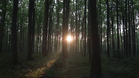 Amazing-view-during-sunset-of-Hellerbos-forest-in-Belgium,-tall-trees,-vegetation-on-the-floor-and-sunbeams-iluminating-the-scene