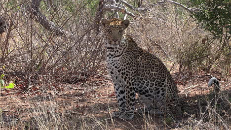 A-male-leopard-looks-at-the-camera-and-then-turns-away-while-sitting-in-the-middle-of-the-savannah-bushveld-in-Africa