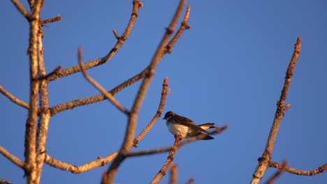 Sich-Putzender-östlicher-Kingbird,-Der-Auf-Drei-Zweigen-Hockt