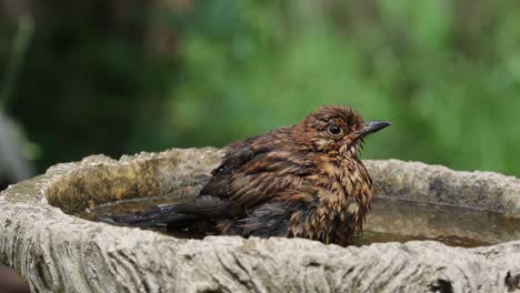 A-young-Blackbird,Turdus-merula,-bathing-in-a-garden-bird-bath