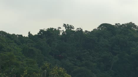 Bandada-De-Guacamayos-Escarlata-Volando-A-Través-De-Las-Copas-De-Los-árboles-De-La-Selva-Tropical-De-Costa-Rica