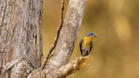 Tickell&#39;s-Blue-Flycatcher-Männchen-Auf-Einem-Baumstumpf-Eines-Teakbaums,-Der-Seine-Farben-Zeigt