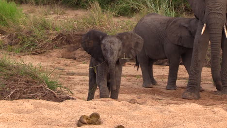 Young-elephant-stumbles-on-sandy-ground-with-grass-straw-in-mouth