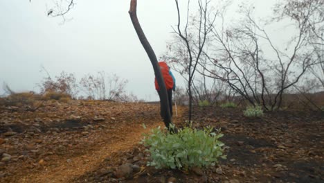 Hiker-walks-past-new-growth-in-fire-damaged-area,-Central-Australia