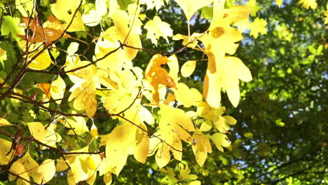 Goldfarbene-Sassafras-Blätter-Zittern-In-Einer-Sanften-Brise