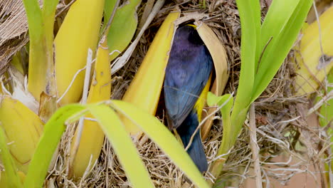 Bird-Euphonia-chlorotica-treating-the-chick-in-the-nest