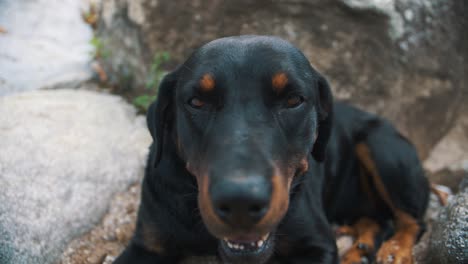 Cute-Rottweiler-dog-close-up-while-sitting-down-on-a-rock