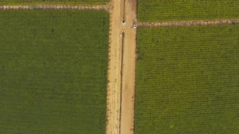 Aerial-top-view-of-a-dirt-road-between-fields-of-grape-vines-on-a-vineyard-in-Brazil