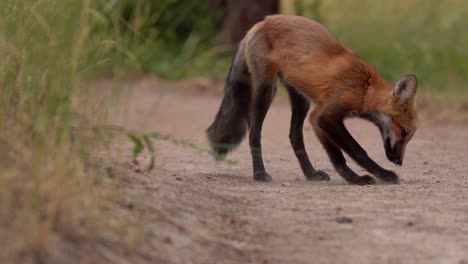 Closeup-view-of-red-fox-digging